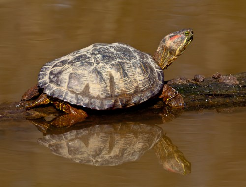 turtle1_blog