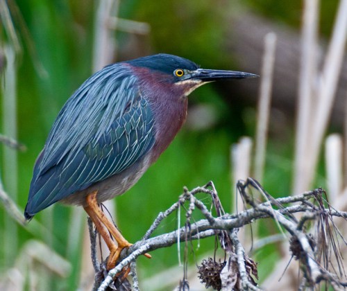 greenheron1_blog