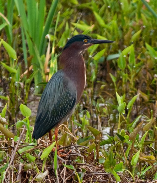 greenheron_rain_blog