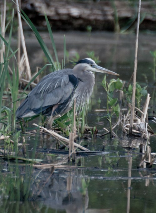 heron1_blog