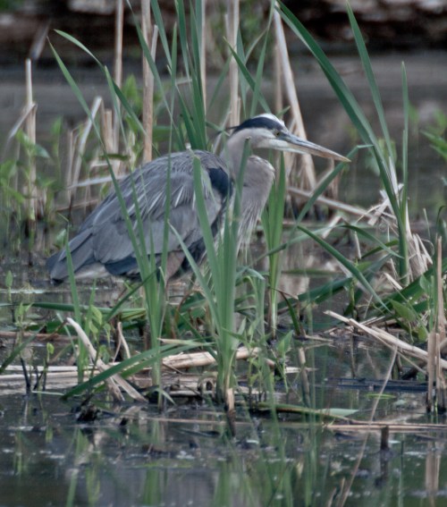 heron2_blog