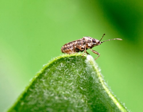 littleinsect_1a_blog