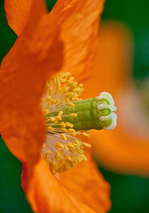 orange_poppy_blog