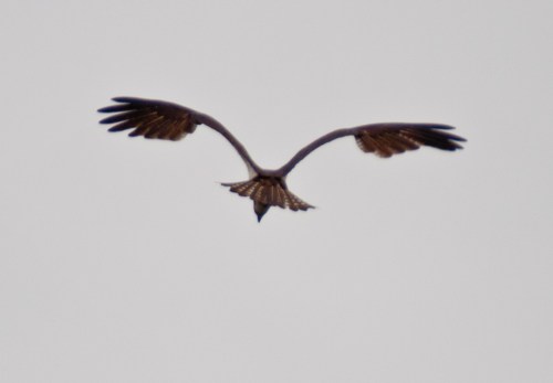 osprey1_blog