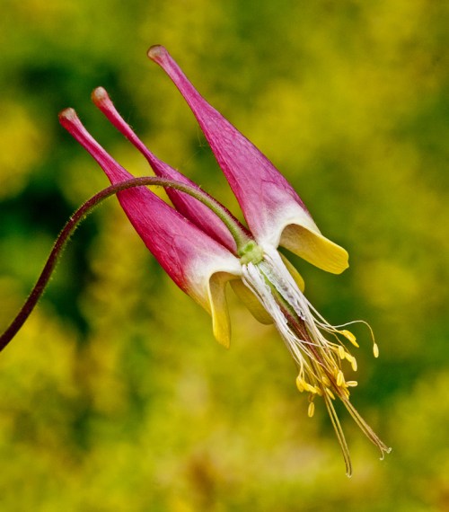 pink_columbine_blog