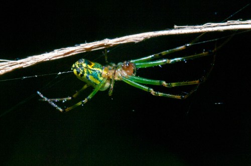 spider2_green_blog