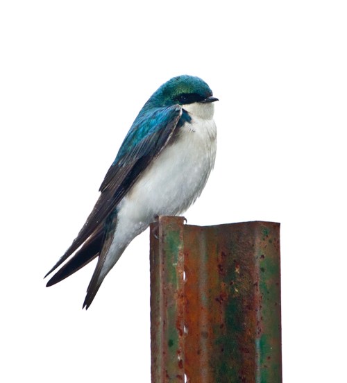 treesparrow_post_blog