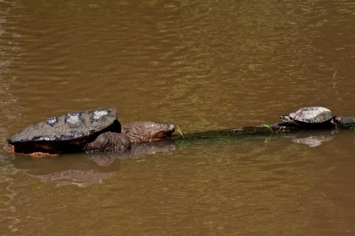 turtles_blog