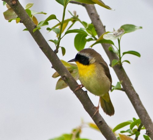 warbler1_blog