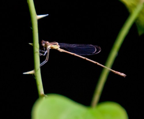 damselfly2_blog