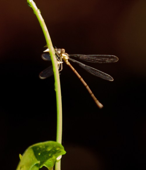 damselfly_blog