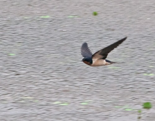 flying_swallow2_blog