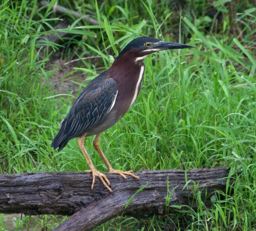 heron_log1_blog
