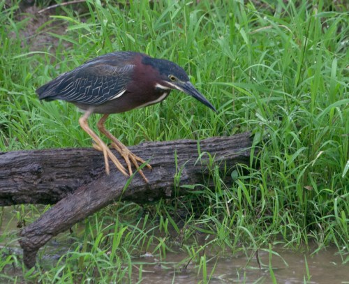 heron_log2_blog