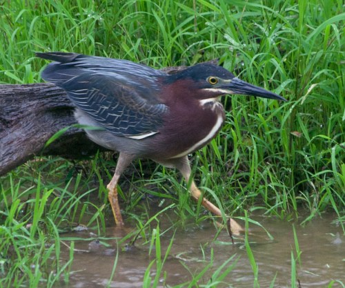 heron_log3_blog