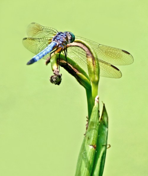 plant_dragonfly_edited-1_blog