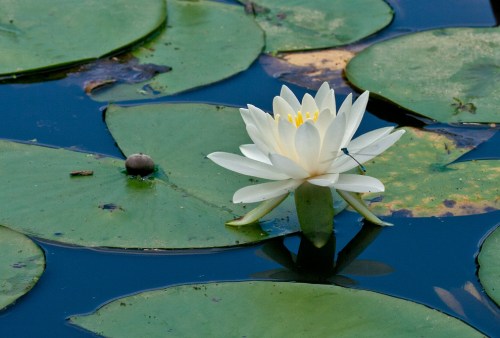 water_lily_blog