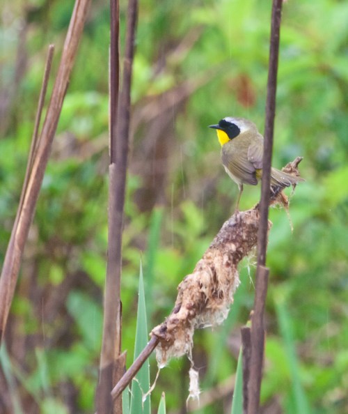 yellowthroat_cattail_blog