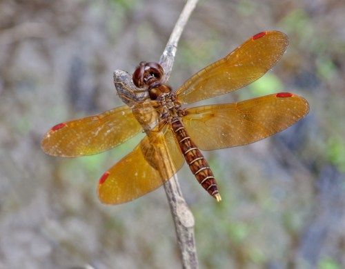 amberwing_branch