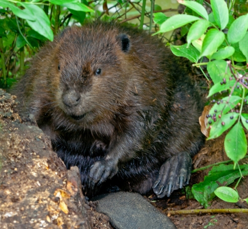 beaver4_blog