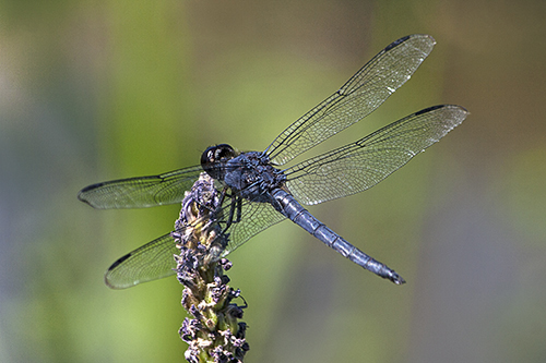 Black Dragonfly lorezB