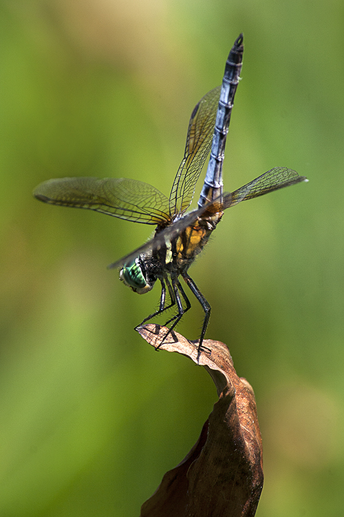 Blue Dasher Undulate