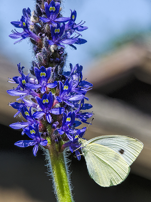 Cabbage White lorez