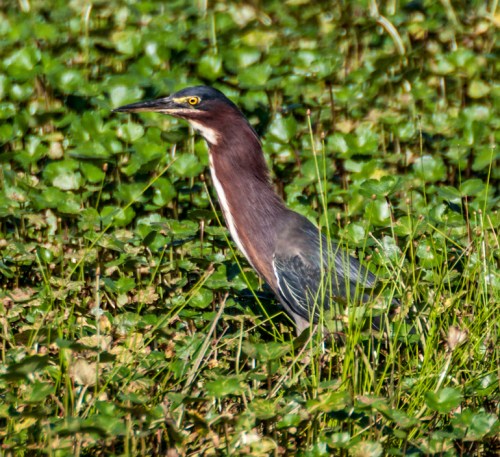 heron_grass1_blog