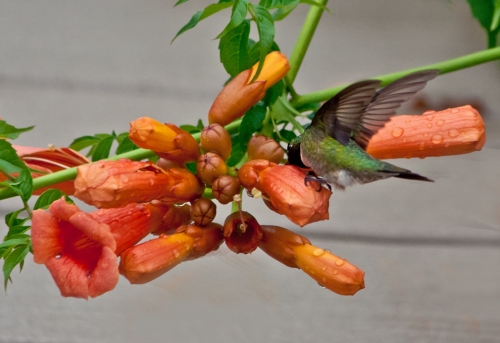 hummingbird3_blog