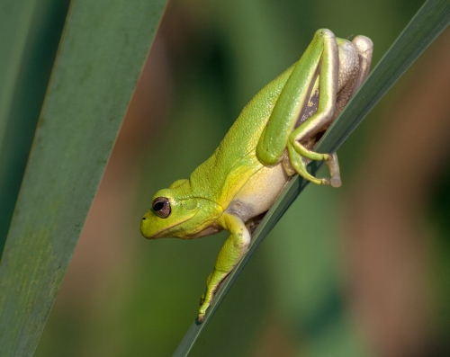 little_green_frog2_blog