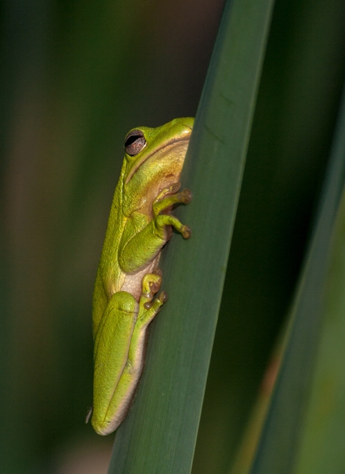 little_green_frog4_blog