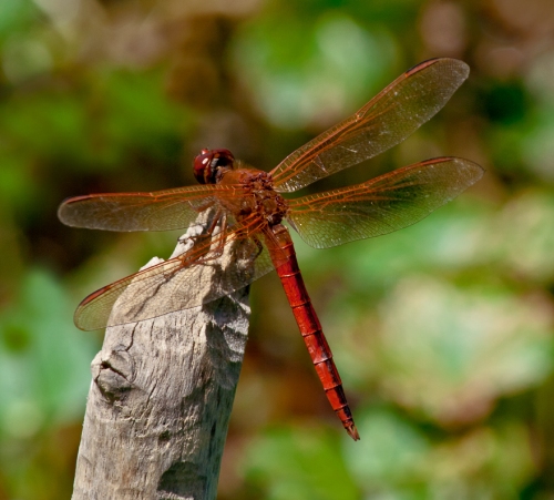 red_dragonfly2_blog