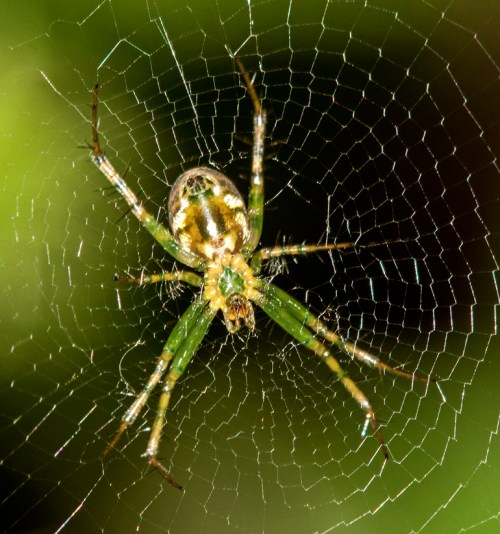 spider_with_web1_blog