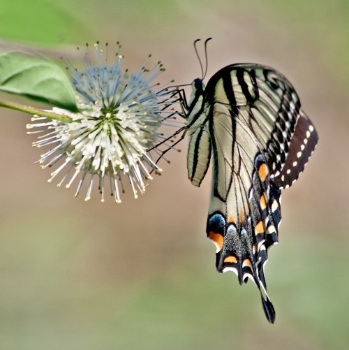 swallowtail_blog