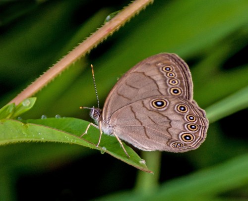 brown_butterfly2_blog