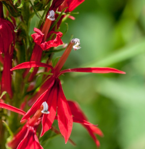 cardinal_flower_blog