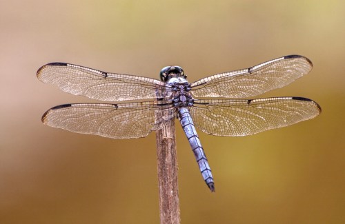 dragonfly_wings_blog
