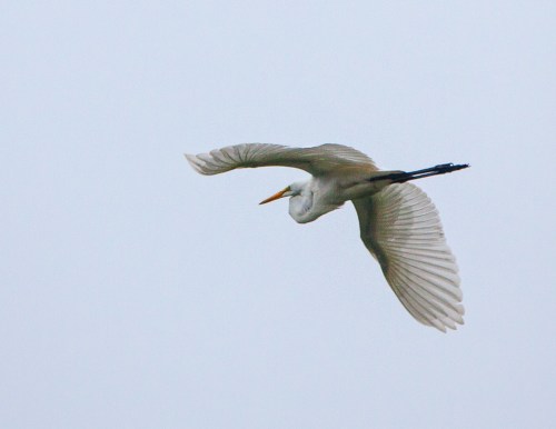 flying_egret1_blog