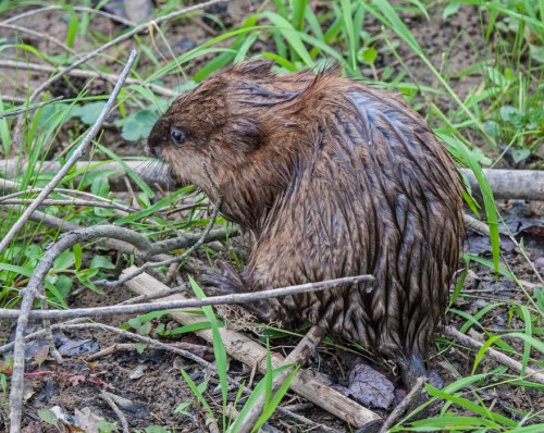 muskrat_sam_blog