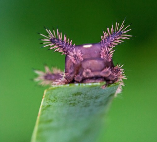 saddleback_caterpillar2_blog