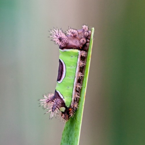 saddleback_catterpillar1_blog