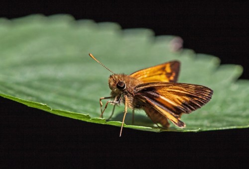 skipper_leaf_blog