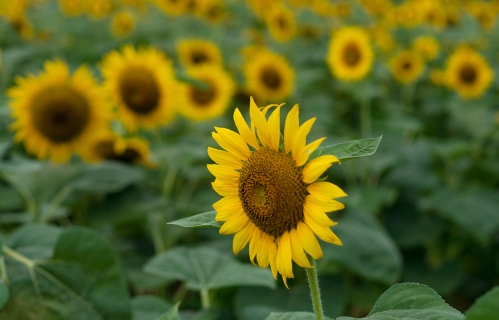 sunflowers_blog