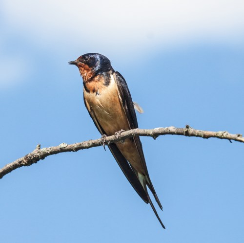 swallow2_blog