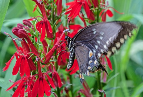 swallowtail_cardinal_blog
