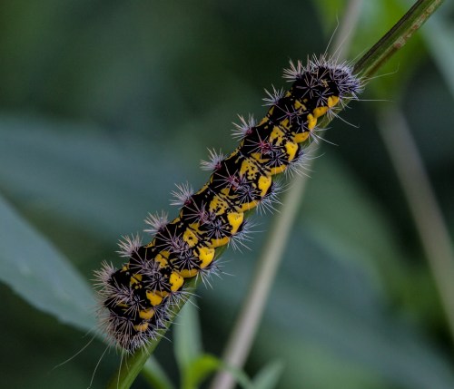 black_and_yellow_blog