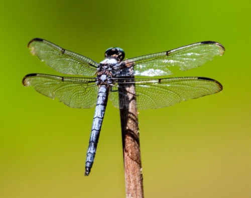 blue_skimmer2_blog