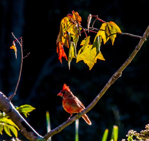 cardinal_fall_blog