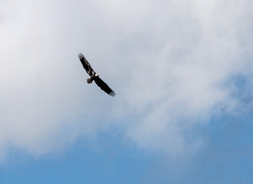 eagle1_blog