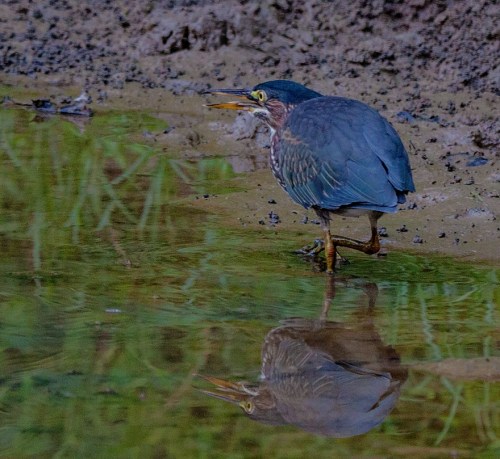 green_heron_close1_blog